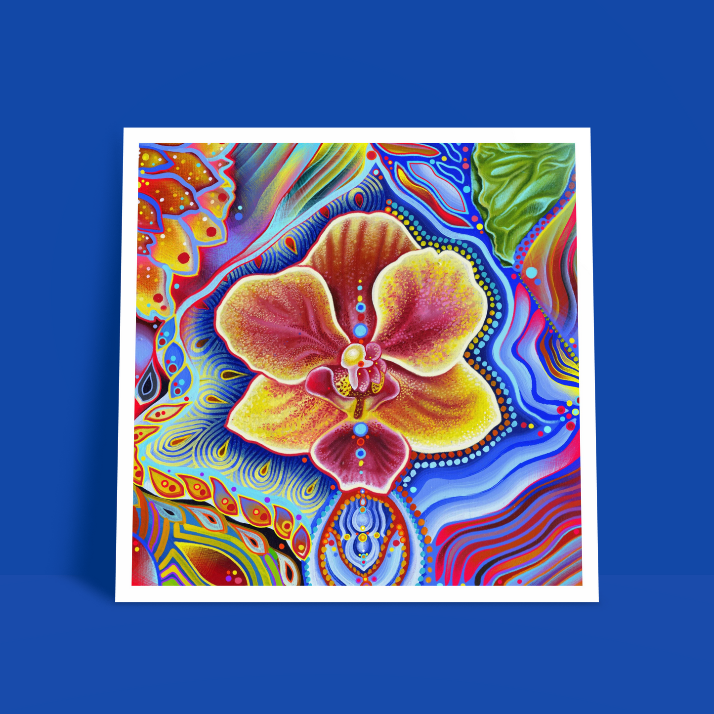 Orchidea