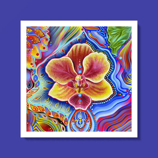 Orchidea